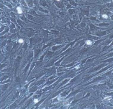 大鼠微血管周细胞