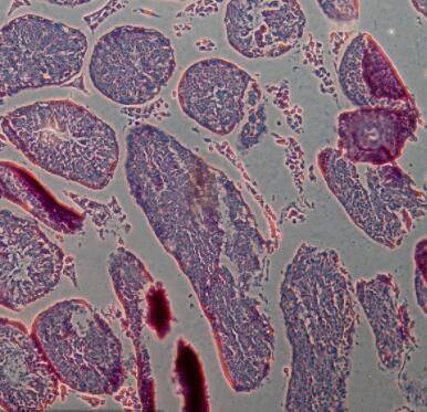 大鼠睾丸间质细胞