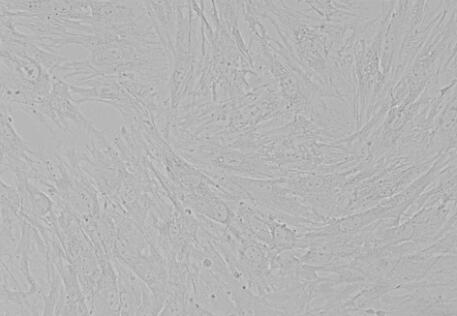 大鼠骨细胞