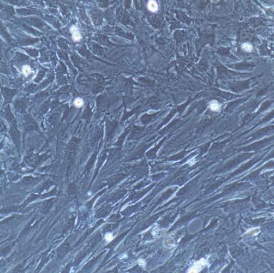 大鼠脑微血管周细胞