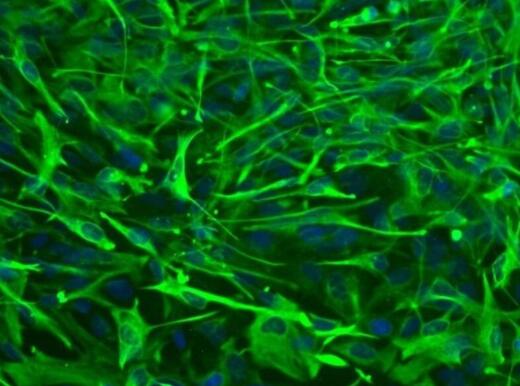 大鼠脊髓星形胶质细胞
