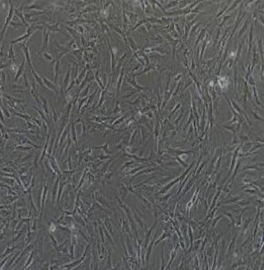 兔角膜内皮细胞