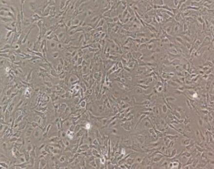 兔肺泡巨噬细胞