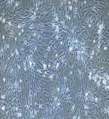 兔骨骼肌细胞