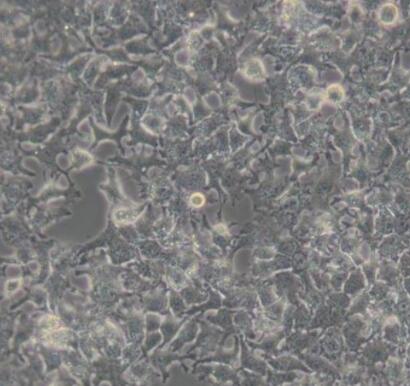 兔滑膜细胞