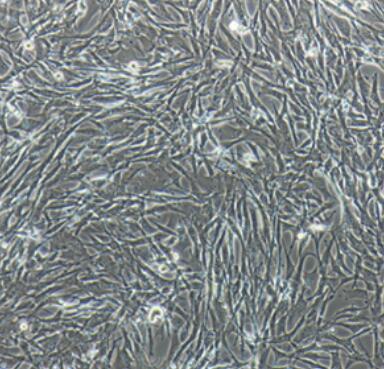 兔血管外膜成纤维细胞