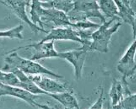 兔椎间盘纤维环细胞