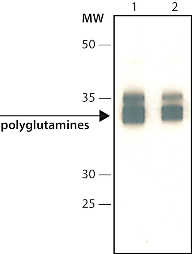 抗聚谷氨酰胺polyQ抗体，polyglutamine Disease， clone 3B5H10