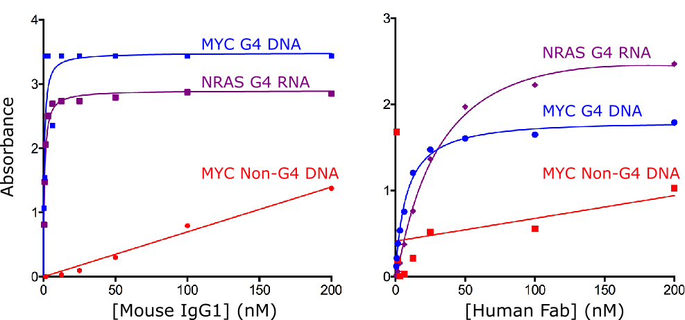 抗DNA G-quadruplex结构抗体，antibody clone: BG4