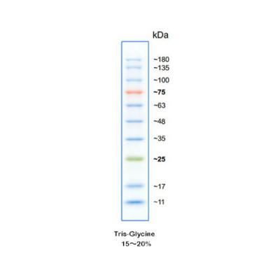 彩虹180广谱蛋白marker (11-180kD)