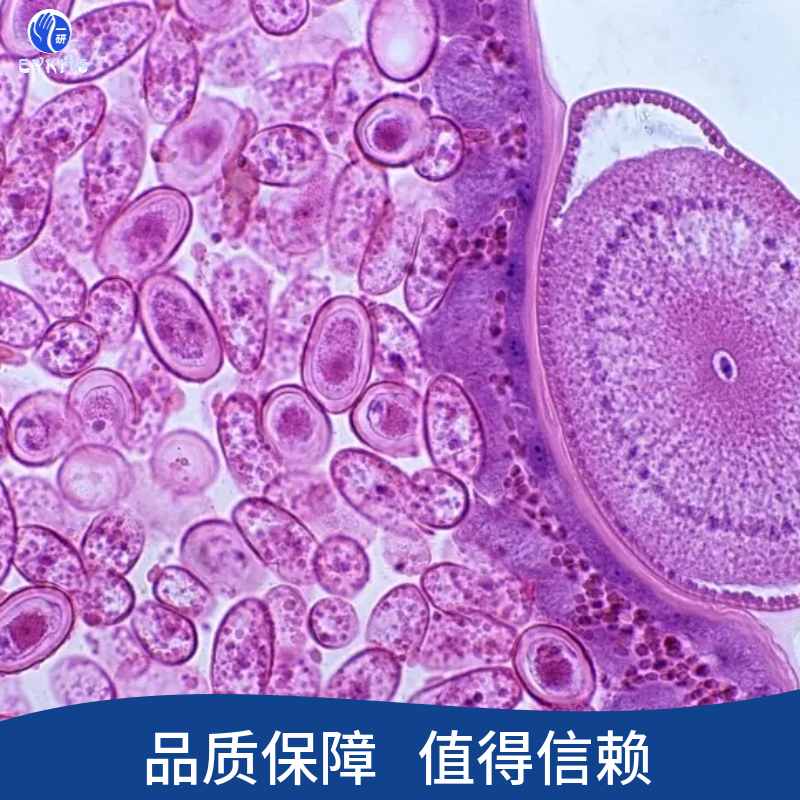 干细胞表皮型