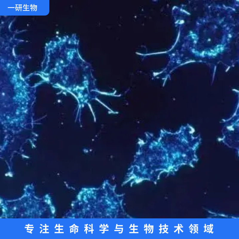 HCT-8/VCR人结肠癌长春新碱耐药细胞株