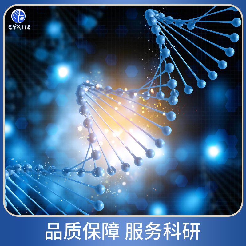 Asp2人胚胎肾细胞转化细胞