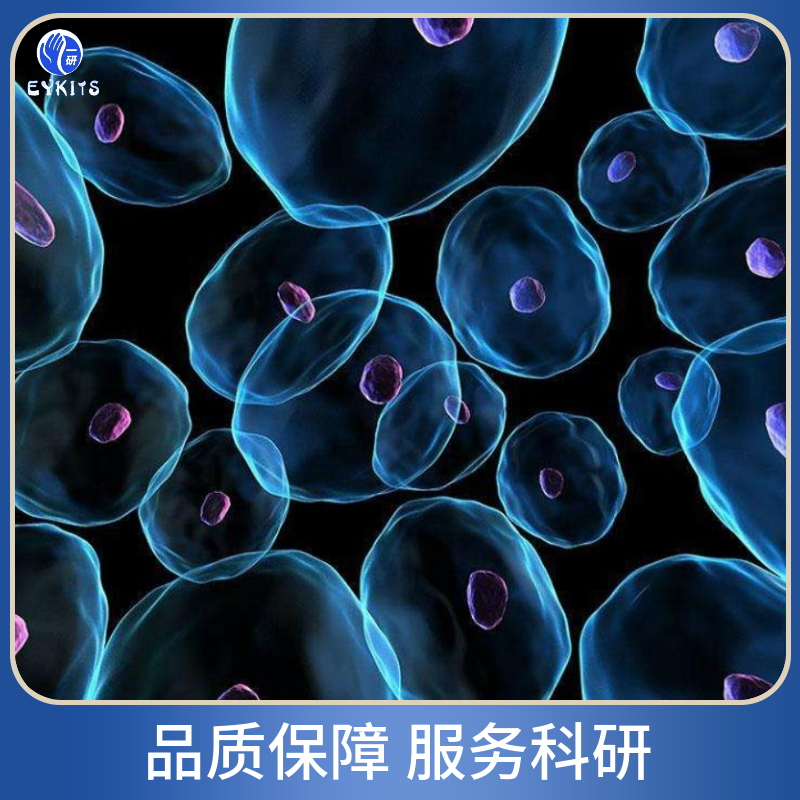 人肝母细胞瘤细胞