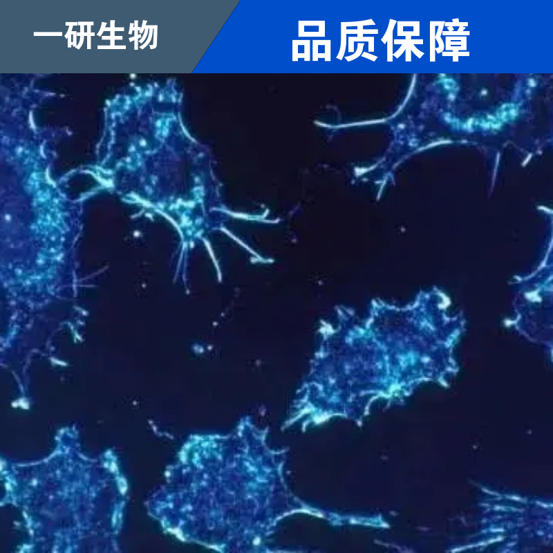 干细胞骨髓间充质干细胞骨髓间充质永生化永生化