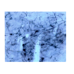 荧光金荧光金(FluoroGold)广泛、有效的神经元逆行示踪剂