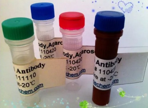 Nrf2 Antibody生产供应商艾普蒂