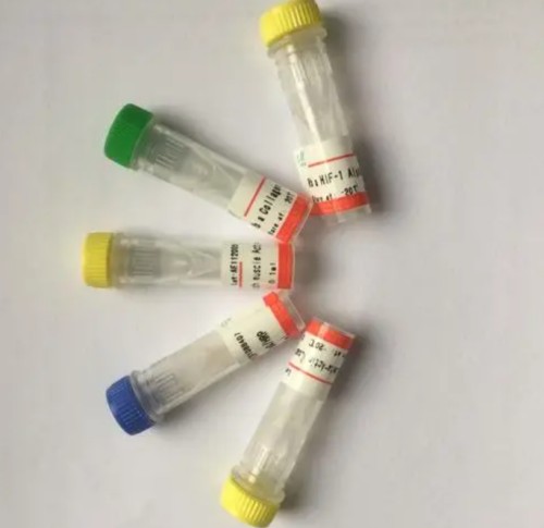 DKK1  Antibody 生产供应商艾普蒂生物