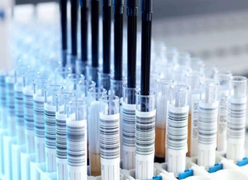 Smad5  Antibody生产供应商艾普蒂生物