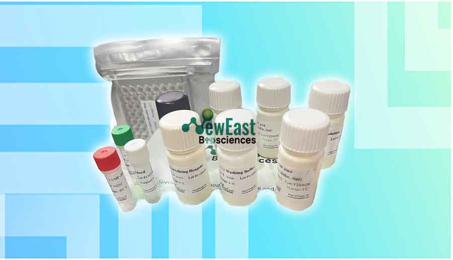 非乙酰化CAMP&CGMP检测试剂盒