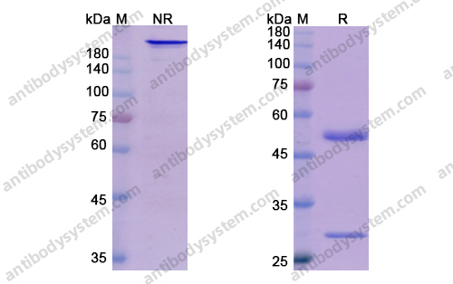 伊妥木单抗 ，Iratumumab，anti-CD30 antibody 抗体