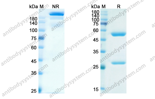 埃迪鲁单抗 ，Eldelumab，anti-CXCL10 antibody 抗体