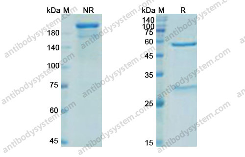 米妥昔单抗 ，Mirvetuximab，anti-FOLR1 antibody 抗体