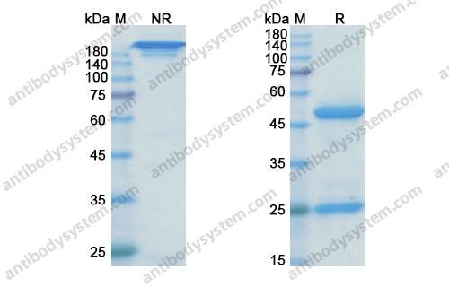 利妥木单抗 ，Rilotumumab，anti-HGF antibody 抗体