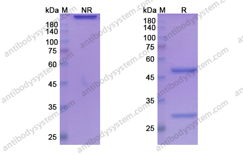 Ponsegromab，anti-GDF15 antibody 抗体