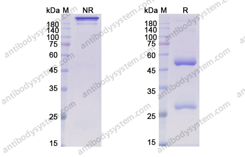 英度妥单抗 ，Indusatumab，anti-GUCY2C antibody 抗体