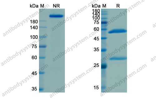 帕木单抗 ，Panitumumab，anti-EGFR antibody 抗体