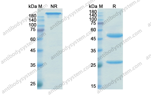 依米赛珠单抗 ，Emicizumab，anti-F9xF10 antibody 抗体