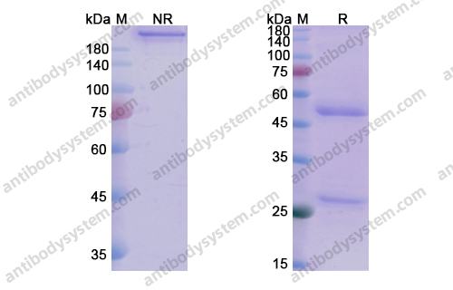 莫帕利单抗 ，mupadolimab，anti-CD73 antibody 抗体