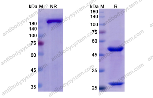 塔奎妥单抗 ，Talquetamab，anti-CD3xGPRC5D antibody 抗体