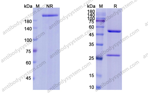 本妥昔单抗 ，Brentuximab，anti-CD30 antibody 抗体