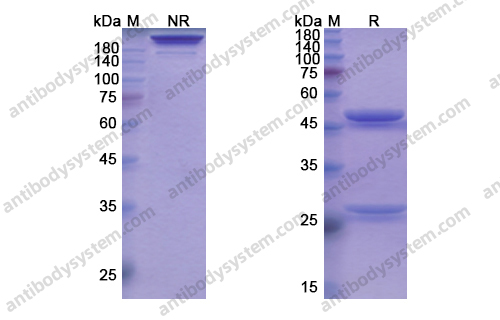 迪诺苏单抗 ，Denosumab，anti-CD254 antibody 抗体