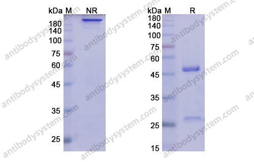 利瑞鲁单抗 ，Lirilumab，anti-CD158A antibody 抗体