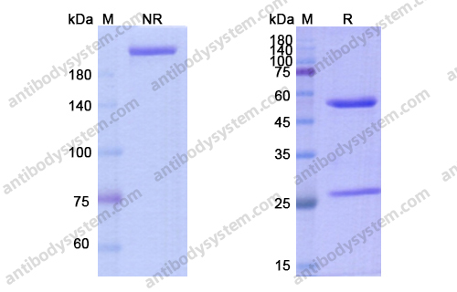 卡芦单抗，Carlumab，anti-CCL2 antibody 抗体，915404-94-3