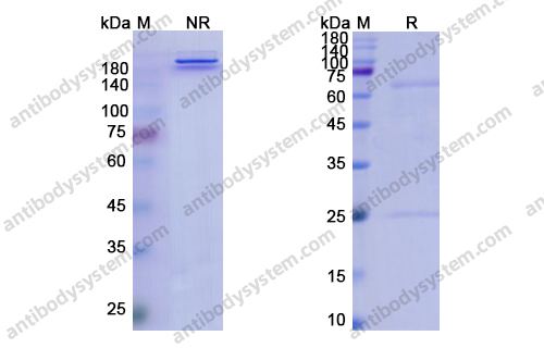 巴匹组单抗，Ponezumab，anti-APP antibody 抗体，