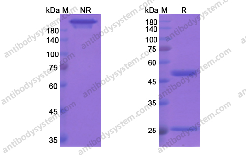 巴匹组单抗，Bapineuzumab，anti-APP antibody 抗体，