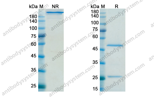 阿尼鲁单抗 ，Anifrolumab，anti-IFNAR1 antibody 抗体