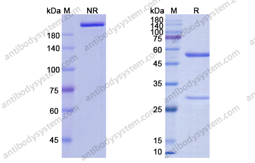 Anifrolumab，anti-IFNAR1 antibody 抗体