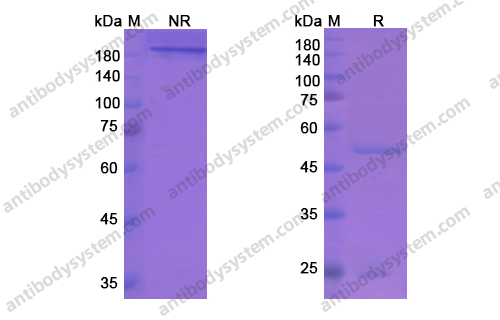 西妥木单抗，Cixutumumab，anti-IGF1R antibody 抗体