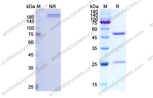 芬妥木单抗，Figitumumab，anti-IGF1R antibody 抗体