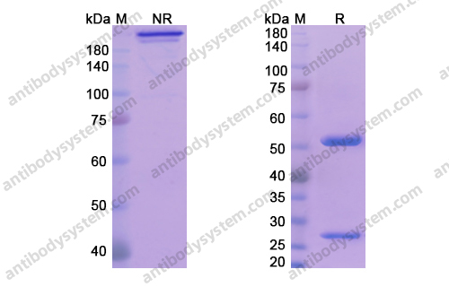 夫来库单抗，Fletikumab，anti-IL-20 antibody 抗体