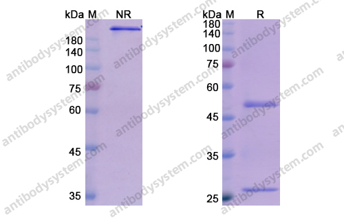 奥洛组单抗，Olokizumab，anti-IL-6 antibody 抗体