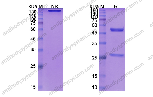 塞妥昔单抗，Siltuximab，anti-IL-6 antibody 抗体