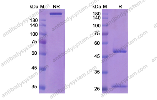 法司努单抗，Fasinumab，anti-NGF antibody 抗体