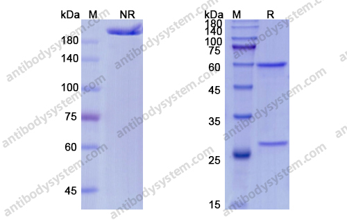 福拉奴单抗，Fulranumab，anti-NGF antibody 抗体