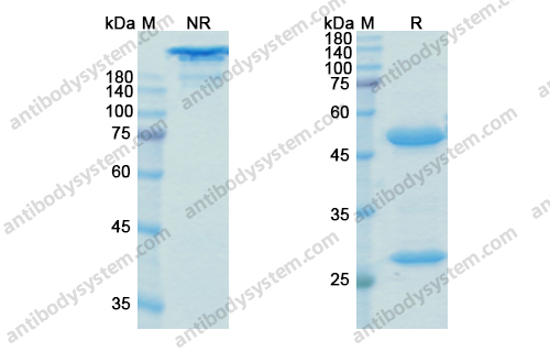 Uliledlimab，anti-NT5E antibody 抗体